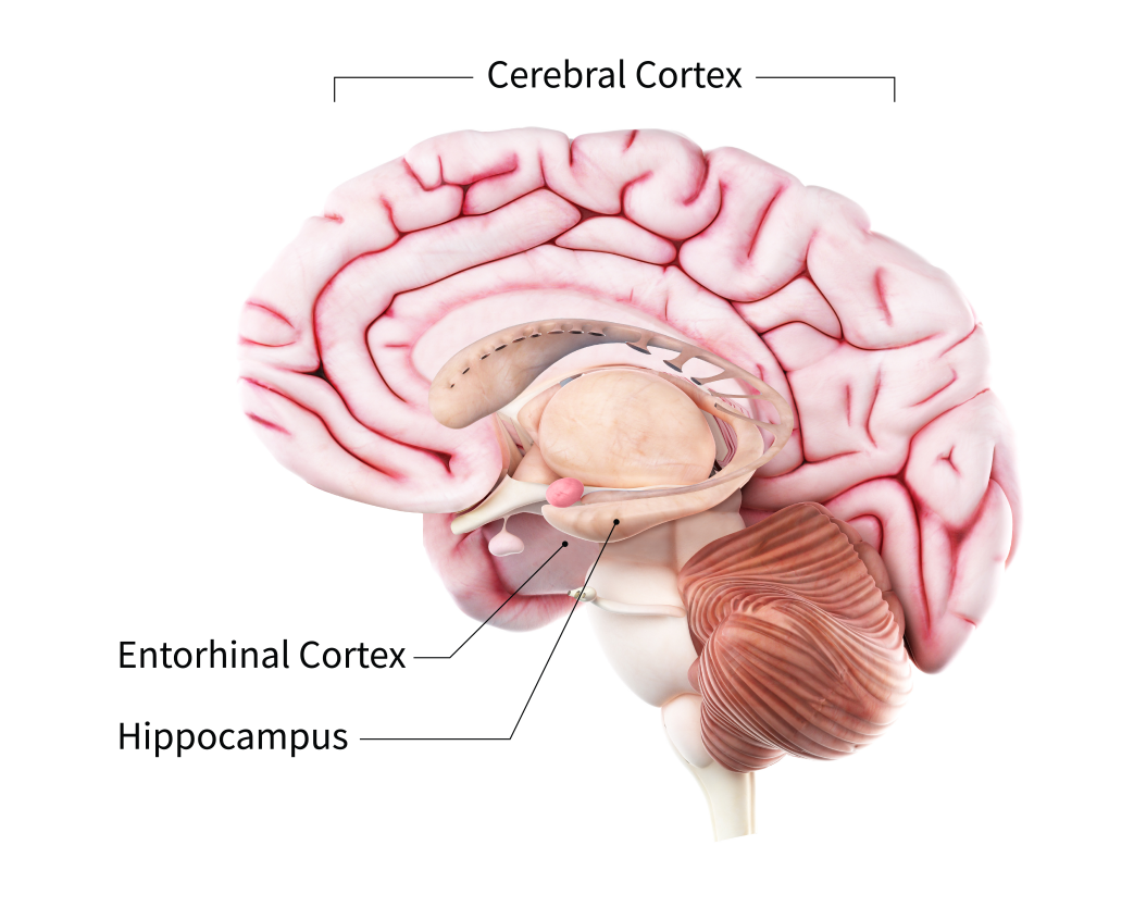 A computer generated graphic of the brain with labels pointing to the cerebral cortex, entorhinal cortex, and the hippocampus