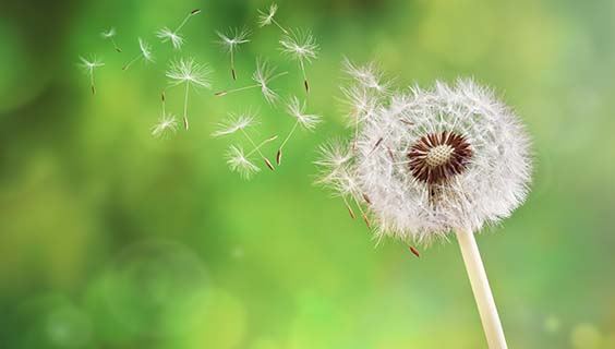 Dandelion blowing in the wind